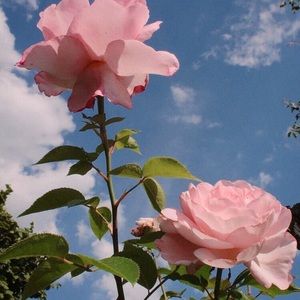 Meet your Posher, Victoria